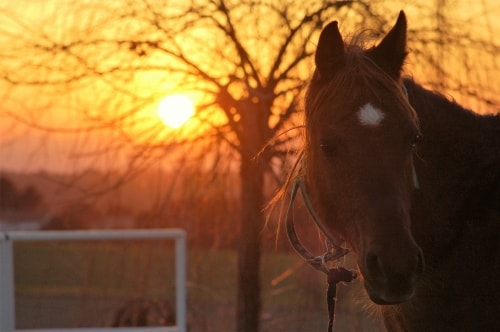 Para disfrutar de los caballos en Madrid, ven a El Madroño