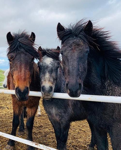 Cumpleaños con caballos y ponis en la Comunidad de Madrid...