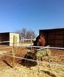 Centro Ecuestre El Madroño. Instalaciones