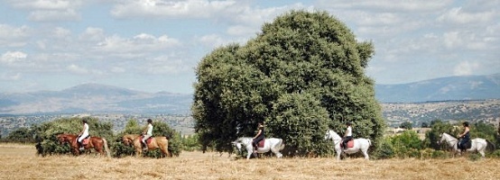 Paseos en pony en Boadilla del Monte, Pozuelo, Las Rozas, Alcorcón...