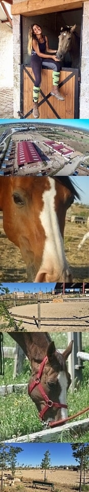 Pupilaje de caballos en box y en prados de descanso