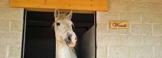 Pupilaje de caballos en libertad y semilibertad en Boadilla del Monte, Alcorcón, Móstoles, Fuenlabrada o Majadahonda